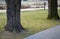 Ancient maples and their strong trunks in the park by the road. Gray concrete pavement and wooden benches in the background. dry l