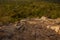 Ancient Mayan pyramids in the jungle Coba. Archaeological excavations of the Pyramid of Coba, Yucatan, Mexico. Sun rays and scatte