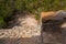 Ancient Mayan pyramids in the jungle Coba. Sun rays and scattered light. Yucatan, Mexico.