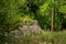 Ancient Mayan ruins overgrown with plants in the Mexican jungle