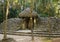 Ancient mayan temple lost in forest, Mexico