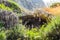 Ancient Medieval Archway Ruins with Spider Web at the Entrance in a Natural Environment with Bushes and Trees