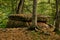 Ancient megalith dolmen among trees in an autumn grove