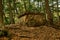 Ancient megalith dolmen among trees in an autumn grove