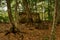 Ancient megalith dolmen among trees in an autumn grove