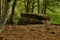 Ancient megalith dolmen among trees in an autumn grove