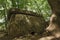 Ancient megalithic dolmen, Russia