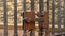 Ancient metal rusty wrought handle deadbolt latch of closed door of the lattice gate