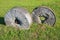 Ancient millstone on the grass, natural background