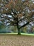 Ancient oak in Englands oldest forest