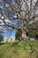 Ancient Oak Tree in Crowhurst Churchyard, East Sussex, England