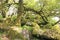 Ancient Oak trees in Wistmans Wood, Dartmoor