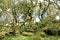 Ancient Oak trees in Wistmans Wood, Dartmoor