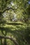 Ancient Oaks at Pityoulish in the Highlands of Scotland.