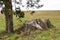 Ancient old growth cedar stump on a hillside beside a younger evergreen tree