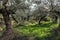 Ancient olive grove in Greece with gnarled trees and tumbled rock walls and a low building in the distance