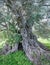 Ancient olive tree with hollow trunk