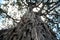 Ancient Olive Tree (Kenya)