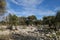 Ancient olive trees garden in Lun, island Pag, Dalmatia, Croatia