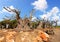 Ancient olive trees with knobby gnarly giant trunks and roots (several hundred years old) grow on the plantation