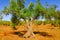 Ancient olive trees of Salento, Apulia, southern Italy