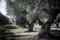 Ancient olive trees in a serene grove, casting intricate shadows, embodying tranquility and the passage of time