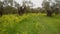 Ancient olive trees under a rainstorm, a panorama to the right, green grass in winter and flowers