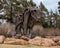 `Ancient One`, a bronze buffalo sculpture by Gino Miles in Edmond, Oklahoma.