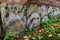 Ancient overgrown tombstones and graves placed relocated against brick wall at churchyard garden on autumn morning