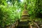 The ancient pagoda in the tropical forest in rainy season
