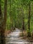 Ancient path through the Mexican jungle in Calakmul