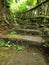 Ancient pathway moss green steps