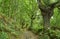 Ancient pedunculate oak trees in Camino de Santiago