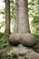 Ancient perennial tree with a trunk similar to erect penis.