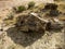 Ancient petrified wood fossils exposed in the New Mexico desert De-Na-Zin Wilderness