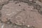 Ancient petroglyphs in Langar village in Wakhan valley between Tajikistan and Afghanist