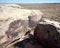 Ancient petroglyphs in Petrified Forest