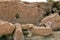 Ancient Petroglyphs on the Rocks at Yerbas Buenas in Atacama Desert, Chile, South America