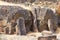 Ancient Petroglyphs on the Temani Pesh-wa Trail