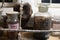 ancient pharmacist and chemical ampoules stored on wooden and dusty shelves.