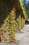 Ancient pillars with grapevine at Dutch graveyard Rusthof, Netherlands