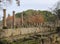 Ancient pillars still standing at ancient Olympus Greece where the first Olympic games were held with fallen walls covered with mo