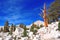 Ancient Pines, Sierra Nevada Mountains