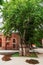 Ancient plane tree near the Shah Abbas mosque in Ganja city