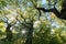 Ancient pollard Oak at Schwanheim forest