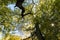 Ancient pollard Oak at Schwanheim forest