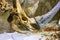 Ancient prehistoric longhorn rhinoceros head bones with hornes in the paleontological museum.