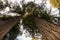 Ancient redwood forest - Looking up at the tops of the tall trees - perspective