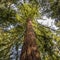 Ancient redwood tree