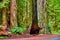 Ancient Redwood tree hollowed out from fires